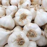 Live Seeds Solent Wight 40 Garlic Seeds Clove, Wight Garlic Cloves/from 4 Bulbs/Planting Now 2021-22