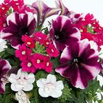 Trio Amarena Cream | Garden Ready Outdoor Bedding Hanging Basket Plants in Pots | Colourful Potted Flowering Varieties