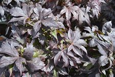 Acer palmatum 'Bloodgood' 19cm Pot Size