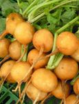 Radish Zlata 200 Seeds, Yellow Radish Seeds- Original, Doesn't go 'Woody',Tasty