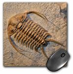 3dRose mp_16704_1 8 x 8-Inch Cheirurus exsul from The Ordovic Russia Mouse Pad