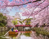 ABEUTY DIY Paint by Numbers for Adults, Himeji Castle Moat & Cherry Blossoms 16x20 inches Number Painting Art Therapy (Blossoms, Wooden Framed)