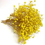 Birtlynn Preserved Baby's Breath 3 Bunches, 100% Natrual Fresh Gypsophila Long Lasting Flowers for Vase Arrangements Home Decoration Photo Props Parties and Weddings, DIY Décor-Yellow