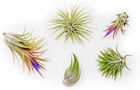 5 Pack Ionantha Air Plants Live Tillandsia Succulent Air Plant - Available in Wholesale and Bulk - Home and Garden Decor - Easy Care Indoor and Outdoor Plants Holders