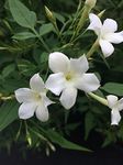 Smelling Jasmine Plants