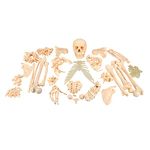 Kay Kay Industries | Human Disarticulated Bone Set Skeleton Model | Life Size Premium Anatomy Perfect for Medical Students and Trainer