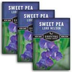 Lord Nelson Sweet Pea Seeds for Planting Outdoors - 3 Packets with Instructions to Plant and Grow Lathyrus odoratus in Your Home Flower Garden - Non-GMO Heirloom Variety - Survival Garden Seeds