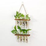 BUDDE Wall Hanging Planter, 2 Tiered Plant Propagation Stations Terrarium with Wooden Stand, Glass Planter Test Tube Vase for Propagating Hydroponic Plant Home Garden Decor-8 Bulb Vase, 2-layer frame