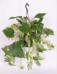 Epipremnum aureum Marble Queen in a hanging pot - Scindapsus Variegata - Devils Ivy - Indoor Plant in 15 cm Pot