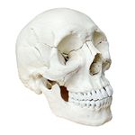 Human Medical Anatomical Adult Osteopathic Skull Model, 22-Part Bone Color