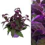 Carbeth Plants - 1 x Gynura aurantiaca Purple Passion Indoor Plant in 12cm Pot - Real Evergreen Trailing Eye Catching Foliage Houseplant Velvet Plant Easy to Care for - Bathroom Bedroom Decor