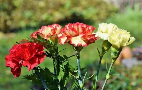 Carnation 