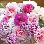 Pack x6 Dianthus 'Mixed' Pinks Perennial Garden Plug Plants