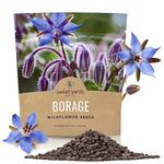 Borage Seeds – Extra Large Packet – Over 1,200 Open Pollinated Non-GMO Wildflower Seeds – Borago officianalis