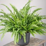 1 x Stunning Boston Fern - Indoor Home or Office Plant - 25-35cm (Incl. Pot)