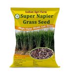 Iagrifarm Super Napier Grass Seed - 250 gram(Approx. 4000 Seeds) / High Yield Perennial Multicut Fodder Grass Seed - for Pasture and Silage for Cattle