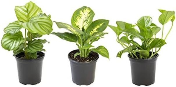 Essential Houseplant Collection (3PK) Live Plants Indoor Plants Live Houseplants in Plant Pots, Easy House Plants Indoors Live, Snake Plant, Pothos in Potting Soil, Clean Air Plants by Plants for Pets