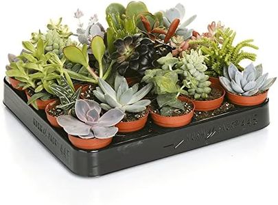 Set of 10 Different Succulent Plant Mix - Indoor Plant Gifts - Office Plants - Plants in 5.5cm Pots