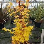 Acer Palmatum Sango Kaku 80 Tall 5 Litre Pot Red Stemmed Japanese Maple Acer Plant