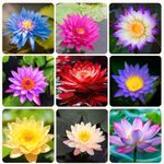 THE INDIAN BEEJ - Japanese Lotus Flower Seeds | Dwarf Rainbow |20 Seeds| 95% Germination Rate | Included Instruction Manual | Kamal Gatta | Mix Color | Exotic Variety |Water-Immerse Tested