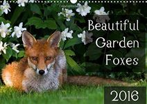 Beautiful Garden Foxes 2016 2016: A glimpse into a secret world