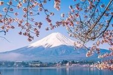 Mount Fuji and Cherry Blossoms Phot