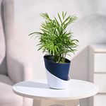 Ugaoo Air Purifying Bamboo Palm Live Plant with Atlantis Self Watering Pot (Midnight Blue, Small)