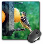 3dRose mp_130462_1 8 x 8-Inch Oriole Female Bird at Feeder Xangelandspot Mouse Pad