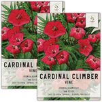 Seed Needs, Cardinal Climber Seeds 