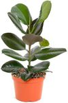 Shop Succulents Ficus Burgundy Rubb