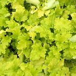 Heuchera Lime Marmalade Coral Bells Alum Root Hardy Outdoor Evergreen Flowering Perennial Garden Plants in Plant Pot (9cm Pot, 15-30cm)