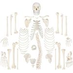 Wellden Medical Full Disarticulated Skeleton, Human Anatomical, Life-Size, 170cm