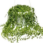 6" String of Pearls Plant Live, Succulent Plants Live in Hanging Basket, Rare Houseplant for Home Office Wedding & Gift Decor