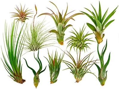 It Blooms Rainforest Grown 10 Pack Assorted Air Plants - Live Tillandsia - Easy Care House Plants -