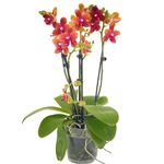 Rare Scented Orchid Phalaenopsis Orchid Plant Bolgheri - Orange Blooms in 12 cm Pot 45 cm Height