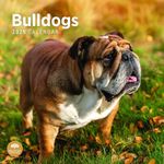 2025 Bulldogs Monthly Wall Calendar by Bright Day, 12 x 12 Inch Cute Dog Breed Gift