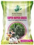 SRI SAI FORESTRY Super Napier Grass Seeds 8000 Seeds Pack | High Yield Multicut Grass Seed