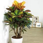 Codiaeum Petra Plant - Vibrant Indoor Decorative Office Houseplant in 13cm Pot