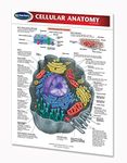 Cellular Anatomy Guide 8.5" x 11" - Biology Quick Reference Guide by Permacharts