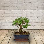 All Occasions, Bonsai Tree Perfect Mini Bonsai Plant for Home, Bedroom, Kitchen and Living Room, Perfect for Clean Air, Delivered Next Day Prime