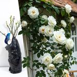 Bare Root White Climbing Rose – Hardy, Elegant Rose for Garden Borders, Climbing Trellises & Pathway Hedges