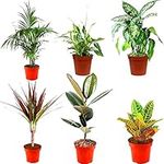 Indoor Plants Real, Mix of 6 House Plants in 12cm Pots, Real Plants to Grow in Your Office, Home, Bedroom, Kitchen and Living Room, Perfect for Clean Air, Delivered Next Day