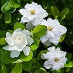 Cape Jasmine Plant - Gardenia Plant