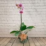 All Occasions, Single Stem Pink Orchid for Home, Bedroom, Kitchen and Living Room, Perfect for Clean Air, Delivered Next Day Prime