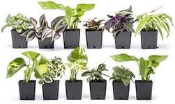 Altman Plants Live Houseplants (12P