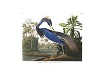 John James Audubon - Louisiana Heron from Birds of America - Small - Matte - Unframed