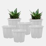 YUCCABE ITALIA SHERA Crown 8 INCH Planter Pack of 6 Nursery pots Set Plastic Planter for Plants Nursery Seedling Germination pots Flower Pots for Balcony (White)