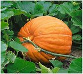 PREMIER SEEDS DIRECT PUMPKIN - DILLS ATLANTIC GIANT - 25 FINEST SEEDS