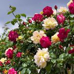 Carbeth Plants - Rose Bush Climbing Trio in 3 Litre Pot - Three Mixed Growing Climbing Rose Bushes in One Pot - Ideal for Beds, Borders or Patio Planting