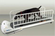 GoPet Treadmills for Dogs Like The 